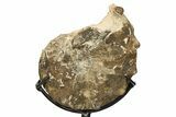 Cretaceous Ammonite (Mammites) Fossil with Metal Stand - Morocco #274600-1